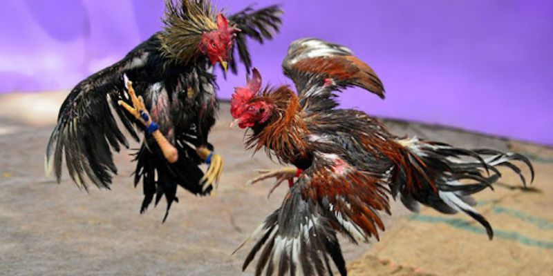 Chiến thuật chơi đá gà dễ thắng