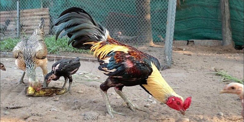Đọc vị cần chuẩn chỉ