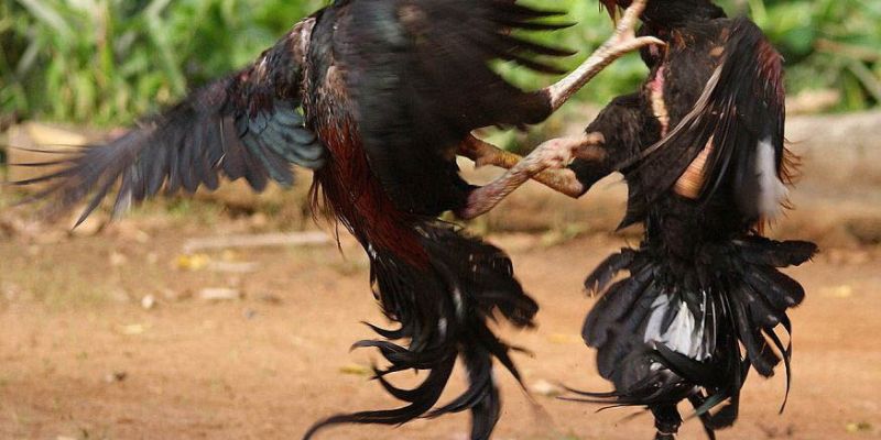 Tìm hiểu cách tính kèo đá gà GO88
