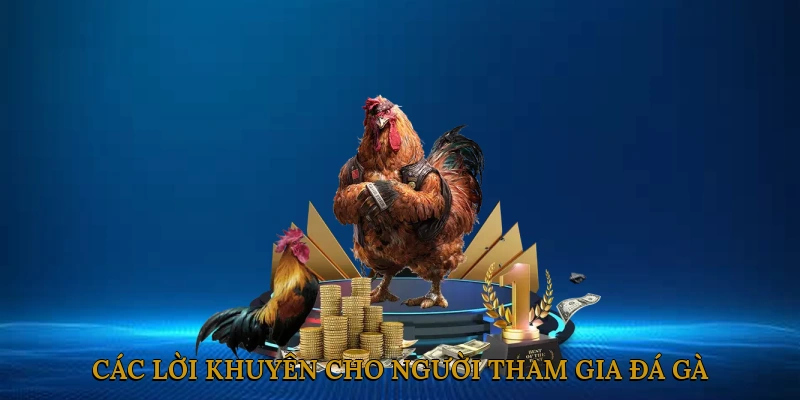 Các lời khuyên cho người tham gia đá gà Thomo trực tiếp