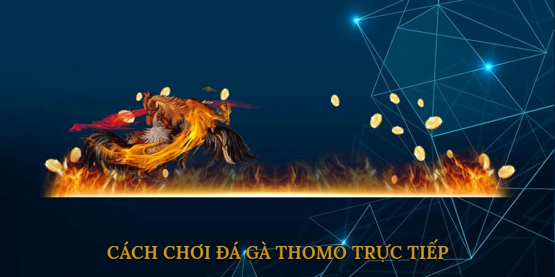 Cách chơi đá gà Thomo trực tiếp