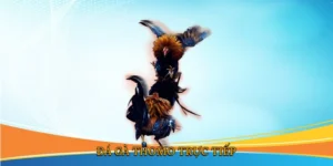 Đá gà Thomo trực tiếp