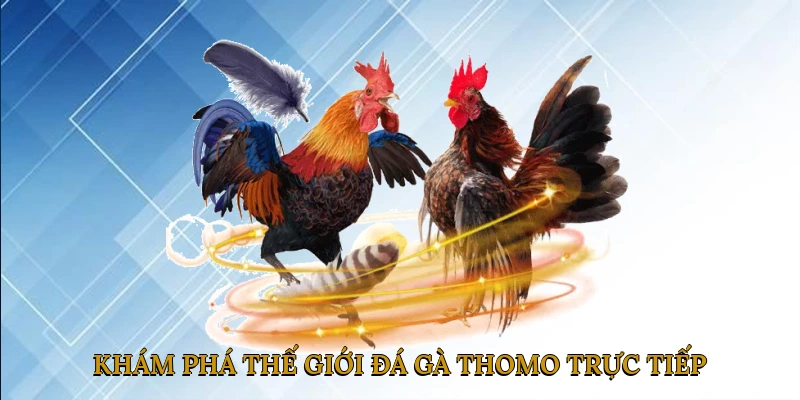 Khám phá thế giới đá gà Thomo trực tiếp